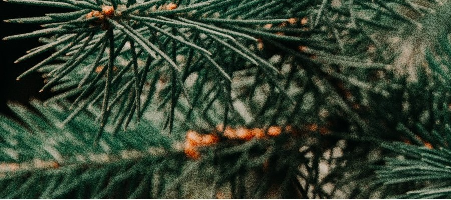 Azalky vřesy a vřesové rostliny ČARNECKÝ výroba