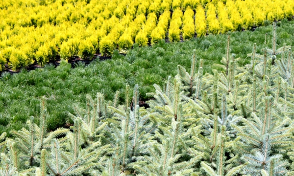 Školka ČARNECKÝ celkový pohled na jehličnaté rostliny a rododendrony