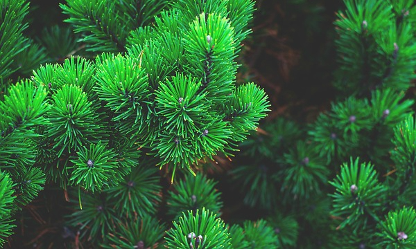 Vřesové rostliny azalky specializace školky ČARNECKÝ