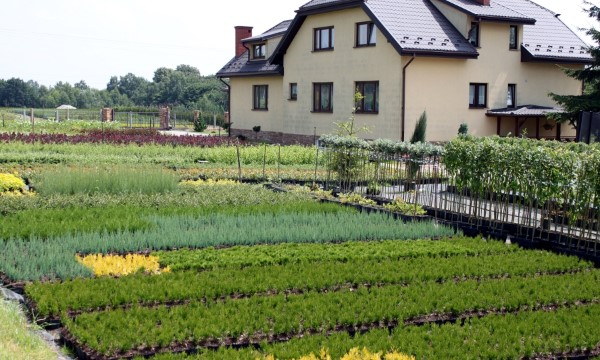 Rododendrony různých odrůd pěstování ČARNECKÝ profesionální