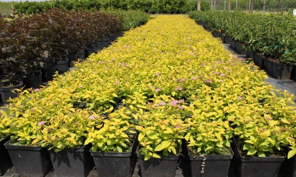 Okrasné listnaté rostliny školka ČARNECKÝ dlouholeté zkušenosti