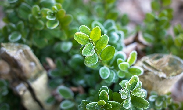 Mladé sazenice a dospělé rostliny ČARNECKÝ zdravý sadební materiál