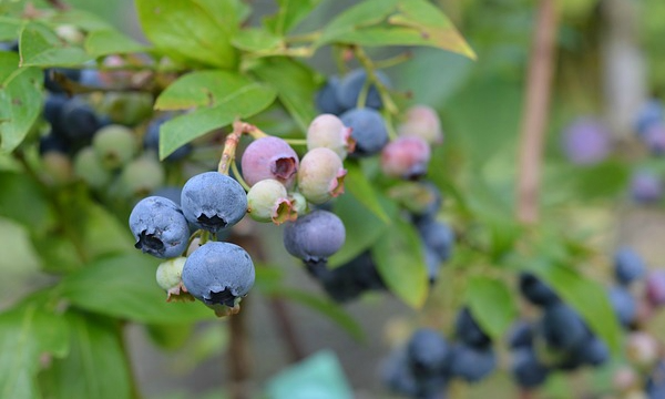 Velkoobchodní dodávky rostlin ze školky ČARNECKÝ vlastní výroba